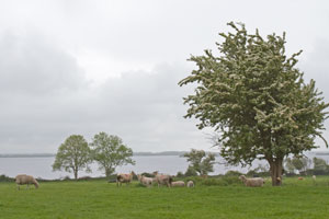 Rindoon-sheep-lake