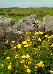 Aran Islands Flowers Stones