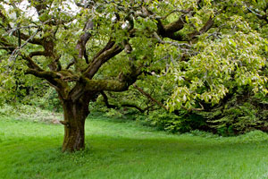 Belleek-Castle-tree