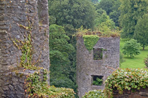 Blarney-Castle-ivy