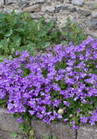 Cashel-rock-wall-purple