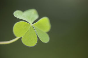 shamrock
